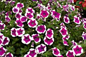 PETUNIA PINKADILLY CIRCUS