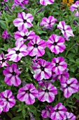 PETUNIA LILACOLOURS