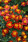TAGETES SOMBRERO