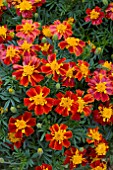 TAGETES SOMBRERO