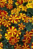 TAGETES MR MAJESTIC