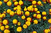 TAGETES SOLARI