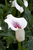 ZANTEDESCHIA PICASSO