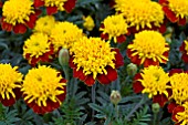 TAGETES SOLARI