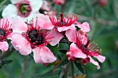 LEPTOSPERMUM MARTINII