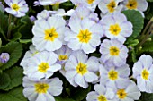 PRIMULA PORCELAIN BLUE