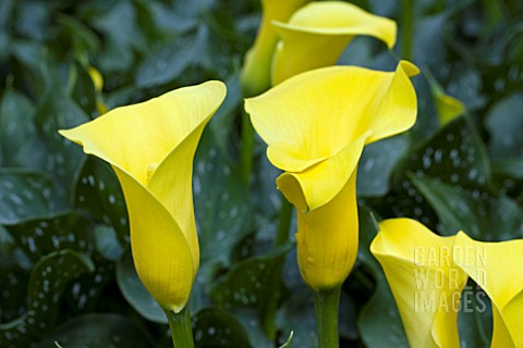 ZANTEDESCHIA_SERADA