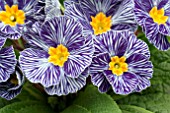 PRIMULA BLUE ZEBRA