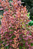 BERBERIS THUNBERGII ORANGE ROCKET