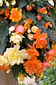 BEGONIA APRICOT SHADES MIXED