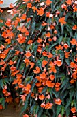 BEGONIA BEAUVILIA RED