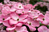 CORNUS KOUSA SATOMI