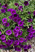 CALIBRACHOA KABLOOM DEEP BLUE