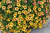 CALIBRACHOA CRAVE TERRACOTTA