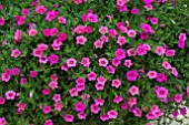 CALIBRACHOA KABLOOM PINK