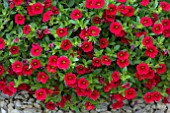 CALIBRACHOA KABLOOM RED