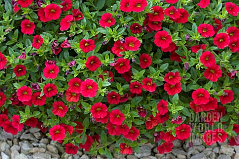 CALIBRACHOA_KABLOOM_RED