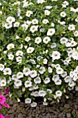 CALIBRACHOA KABLOOM WHITE