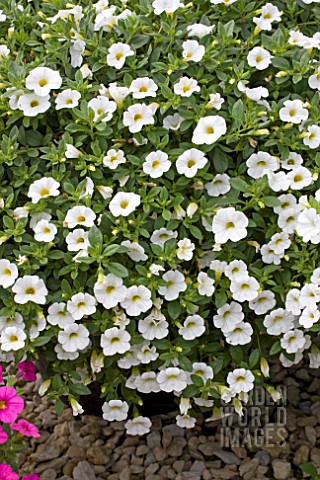 CALIBRACHOA_KABLOOM_WHITE