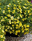 CALIBRACHOA KABLOOM YELLOW