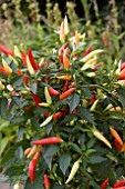 CAPSICUM ANNUUM BASKET OF FIRE