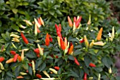 CAPSICUM ANNUM BASKET OF FIRE