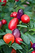 CAPSICUM ANNUUM LOCO