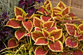 COLEUS TRUSTY RUSTY