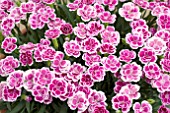 DIANTHUS PINK KISSES