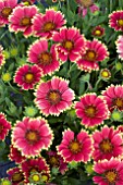 GAILLARDIA SUNSET CUTIE