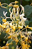 LONICERA ETRUSCA MICHAEL ROSSE