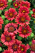 GAILLARDIA CELEBRATION