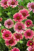 GAILLARDIA SUNSET POPSY