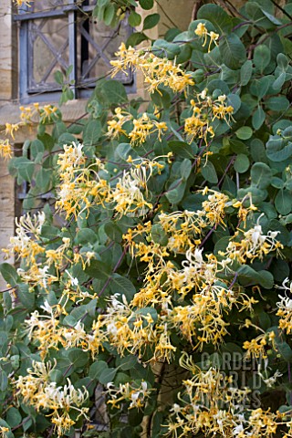 LONICERA_ETRUSCA_MICHAEL_ROSSE