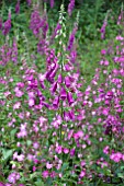 WILD FOXGLOVES AND PINK CAMPION