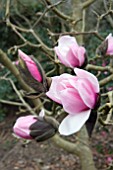 MAGNOLIA CAERHAYS BELLE