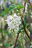 RIBES SANGUINEUM ELKINGTONS WHITE