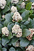 SKIMMIA OBSESSION