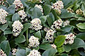 SKIMMIA OBSESSION