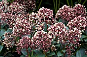 SKIMMIA JAPONICA WANTO