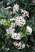 VIBURNUM TINUS GWENLLIAN