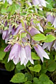 CAMPANULA IRIDESCENT BELLS