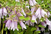 CAMPANULA IRIDESCENT BELLS