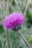 CIRSIUM TUBEROSUM