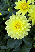 DAHLIA DURANGO