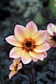 DAHLIA MYSTIC FANTASY