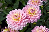 DAHLIA PINK MAGIC