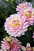 DAHLIA PINK MAGIC