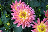 DAHLIA DAHLINA SUNSET