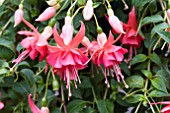 FUCHSIA DANCING FLAME